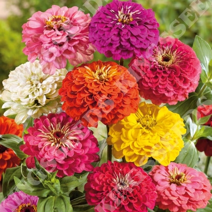 Picture of Zinnia Elegans - Mammoth Mixed